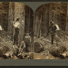 In the lumber region of Oregon, U.S.A.