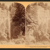 Multinomah Falls (600 feet leap) among the grand cliffs along the Columbia River, Oregon.