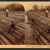 Stupendous Log-raft, containing millions of feet. Columbia River, Oregon.