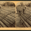 Stupendous Log-raft, containing millions of feet. Columbia River, Oregon.