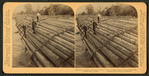 Stupendous Log-raft, containing millions of feet. Columbia River, Oregon.