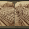 Stupendous Log-raft, containing millions of feet. Columbia River, Oregon.