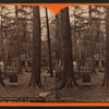 Pic nic ground, at Lloydsville on the Bells Gap R. R.