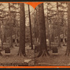 Pic nic ground, at Lloydsville on the Bells Gap R. R.