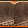 Flat Top Mountain, on the Bell’s Gap R. R.