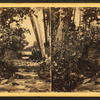 Sinking Run – near Tyrone City, Pennsylvania.