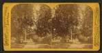 Road in a park or estate.