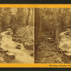 Mountain stream. Trout fishing.