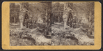 Hollow sycamore, Oil Creek. [Group portrait of men and boys in the hollow bole of a tree.]