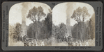 Stereoscopic views of the oil region of Pennsylvania and New York.
