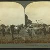 Cutting wheat with reaper and binder, Pennsylvania, U. S. A.