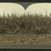 Corn binder at work, side view, showing rows of bundles, Crawford County, Pennsylvania.