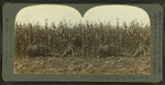 Corn binder at work, side view, showing rows of bundles, Crawford County, Pennsylvania.