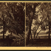 On Catawissa Island, Catawissa, Pa. [Man leaning on tree stump, bridge visible in the background.]