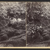 Mossy dell, vicinity of Delaware Water Gap, Pennsylvania.