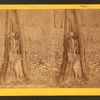 Tree showing effects of shell, Culp's Hill.