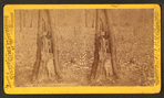 Tree showing effects of shell, Culp's Hill.
