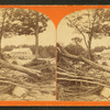 Trees torn out by their roots, Johnstown, Pa.