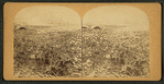 Horror of horrors! A view of the great Stone Bridge, where thousands of men, women and children were burned, together with horses, cows, railroad trains, houses, stables, and everything the flood could carry.