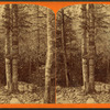 Wedded for life. [View of trees joined at the trunk.]