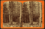 Wedded for life. [View of trees joined at the trunk.]