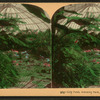 Lily pond, Schenley Park, Pittsburg, Pa., U.S.A. [Color view.]