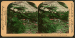 Lily pond, Schenley Park, Pittsburg, Pa., U.S.A. [Color view.]
