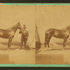 Horse by Sir Walter, a son of Schaeffer [...]