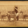 [Groom and horse.]