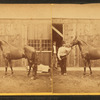 Groom and horse.