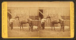 Groom and horse.