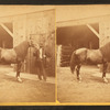 [Groom and horse.]