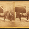 Groom and horse.