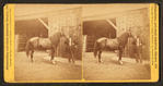 Groom and horse.