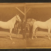 [Groom and horse "Belle" of Philadelphia.]