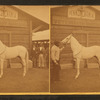 Arabian stallion ("Jenifer")
