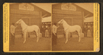 Arabian stallion ("Jenifer")