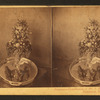 Pomona [a bowl of fruit]. Contribution of Mr. J.E. Mitchel to Horticultural Exhibition, 1860.