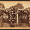 Grape arbor at Germantown.