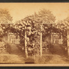 Grape arbor at Germantown.