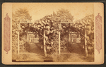 Grape arbor at Germantown.