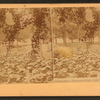 Philadelphia, Fairmount Park. Lily Pond in Pavine.