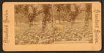 Philadelphia, Fairmount Park. Lily Pond in Pavine.