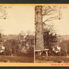From Sweet Brier [Sweetbriar] Heights.
