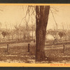 Sweet Brier [Sweetbriar].