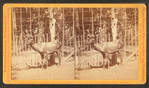 American elk (Cervus canadensis).