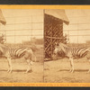 Burchell's zebra.