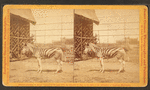 Burchell's zebra.