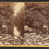 Wissahickon Creek and vicinity.