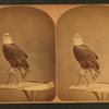 Stereoscopic views of the Centennial Exhibition, 1876, Philadelphia.